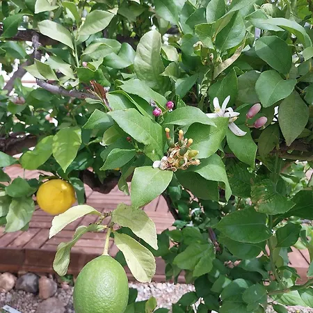 Holiday home La Casita Del Limoncito, Alcaucin